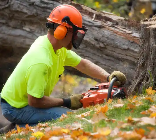 tree services Huber Heights